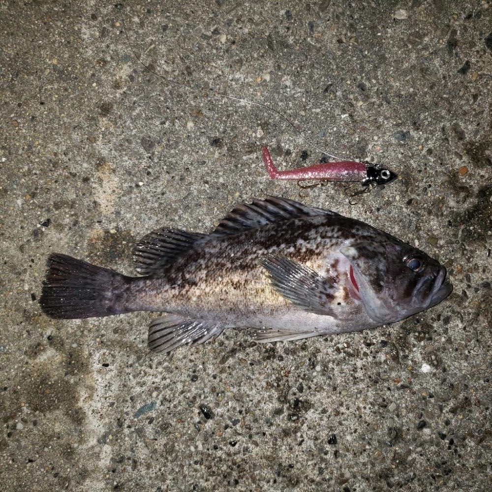 おはようシーバスさん！