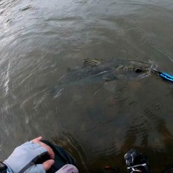 【シーバス】リバーシーバス５５㎝