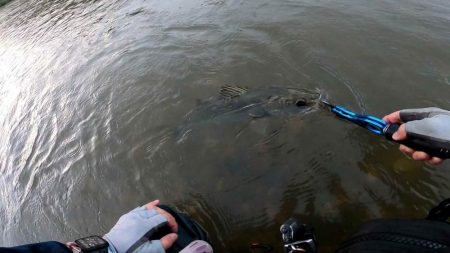 【シーバス】リバーシーバス５５㎝