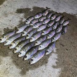 無限豆アジング｜豆アジの釣り方