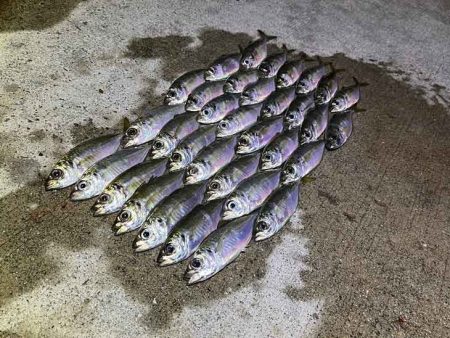 無限豆アジング｜豆アジの釣り方