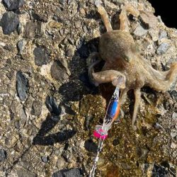 イイダコを釣る秘訣はのんびり！