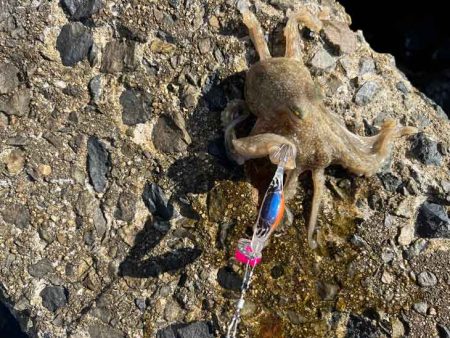 イイダコを釣る秘訣はのんびり！