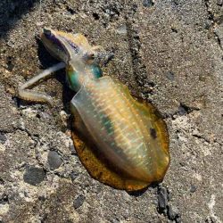 秋アオリエギング｜朝マヅメラッシュは無し！日中はボチボチ！