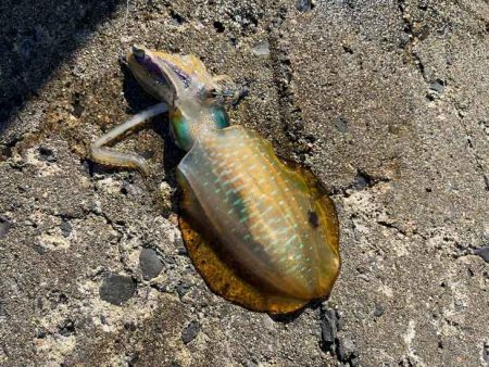 秋アオリエギング｜朝マヅメラッシュは無し！日中はボチボチ！