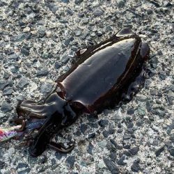 デイエギングはポツポツ｜ナイトエギング激渋！