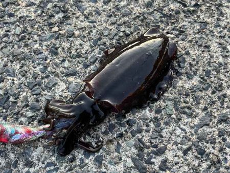 デイエギングはポツポツ｜ナイトエギング激渋！