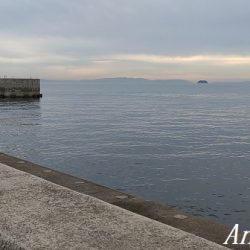 姫路のカワハギ、激シブ。