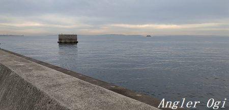 姫路のカワハギ、激シブ。