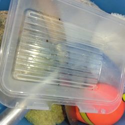 清掃活動：カワハギ釣れたよ！