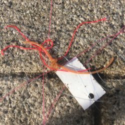 清掃活動：Bs優勝の前祝い