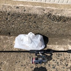 清掃活動：キス