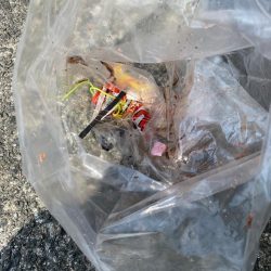 清掃活動：初ノマセで2枚抜き