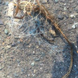 清掃活動：ヤエンデビュー不発