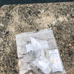 清掃活動：【伊根エリア】デイエギング