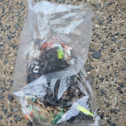 清掃活動：今年一番の釣果