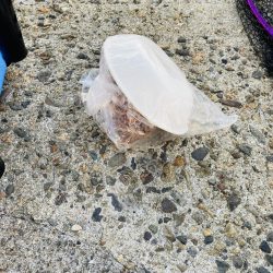 清掃活動：久々の高級魚^_^