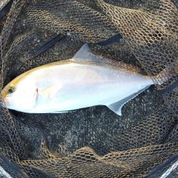 シマアジングとネイリング