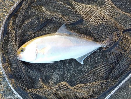 シマアジングとネイリング