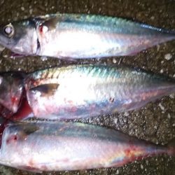 鯖がつれました。