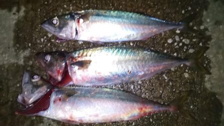 鯖がつれました。