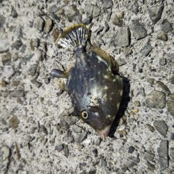 カワハギ ウマズラ