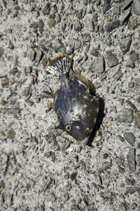 カワハギ ウマズラ