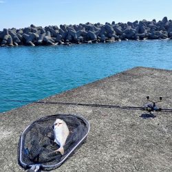 シマアジングとネイリング