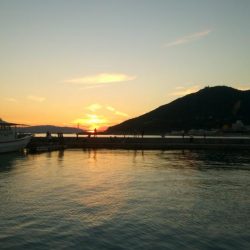 鯖がつれました。