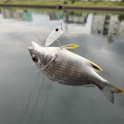 メッキトップゲーム