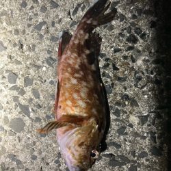 エギング、アジング