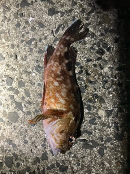 エギング、アジング