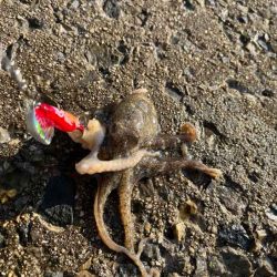 イイダコを釣る秘訣はのんびり！