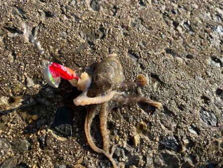 イイダコを釣る秘訣はのんびり！