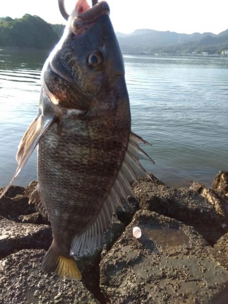 いや…なぜかつれ続ける本日