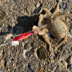 イイダコを釣る秘訣はのんびり！