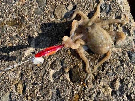 イイダコを釣る秘訣はのんびり！