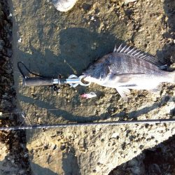 いや…なぜかつれ続ける本日