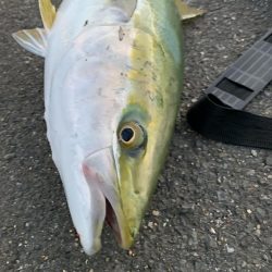 今週も釣れるか？、