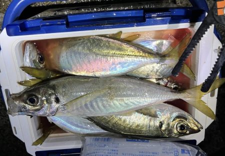 クーラー満タンアジ🐟