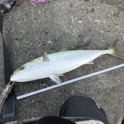 ギリギリ獲れた