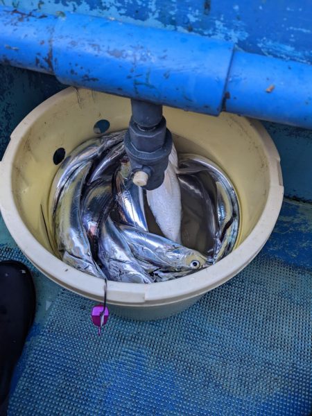 二回目の船タチウオテンヤ