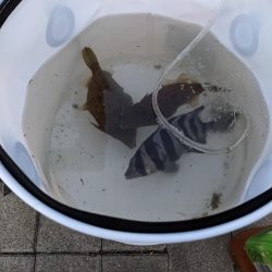 コスモでカワハギ調査