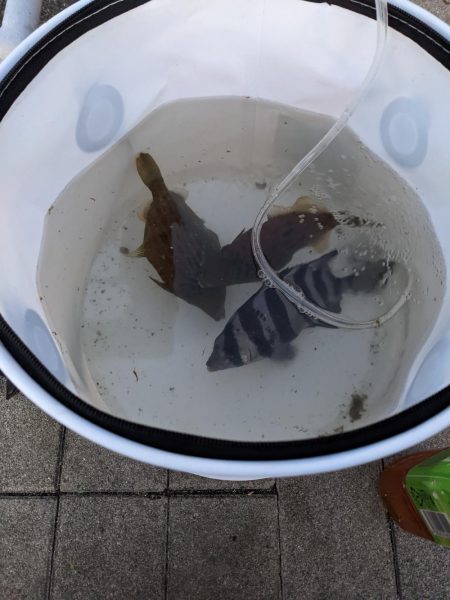 コスモでカワハギ調査