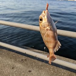 毒魚パラダイス