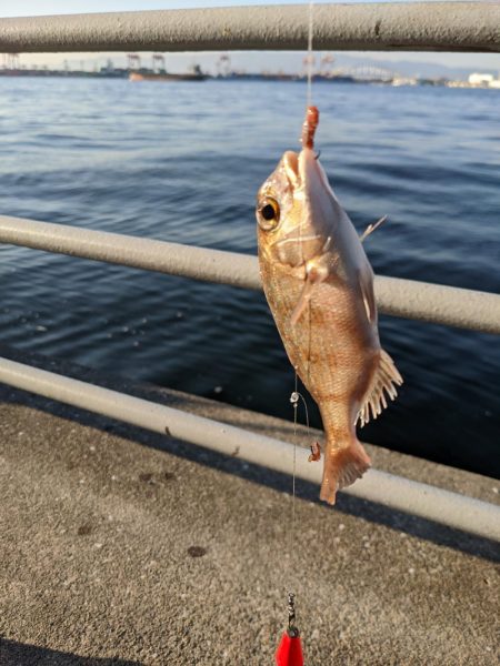 毒魚パラダイス