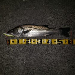 シーバス&ツバス