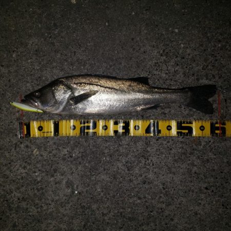 シーバス&ツバス