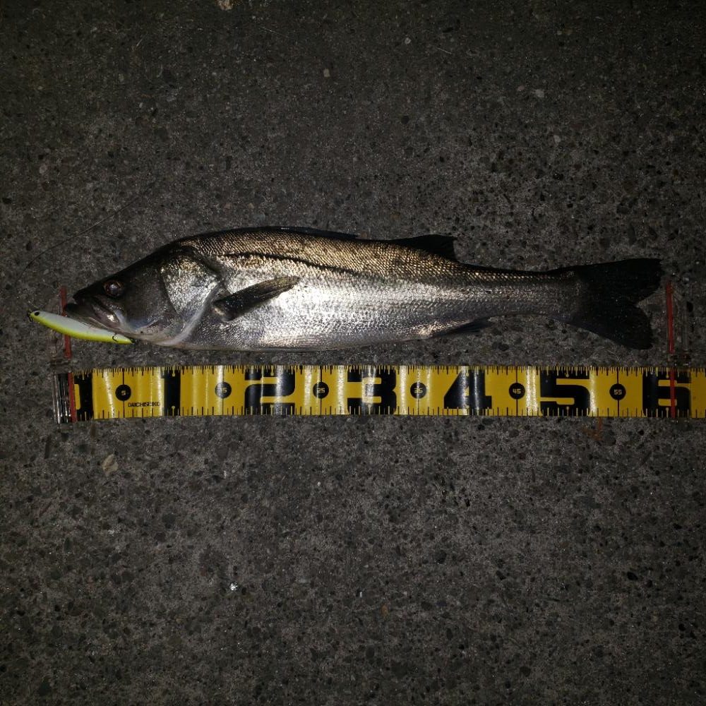 シーバス&ツバス