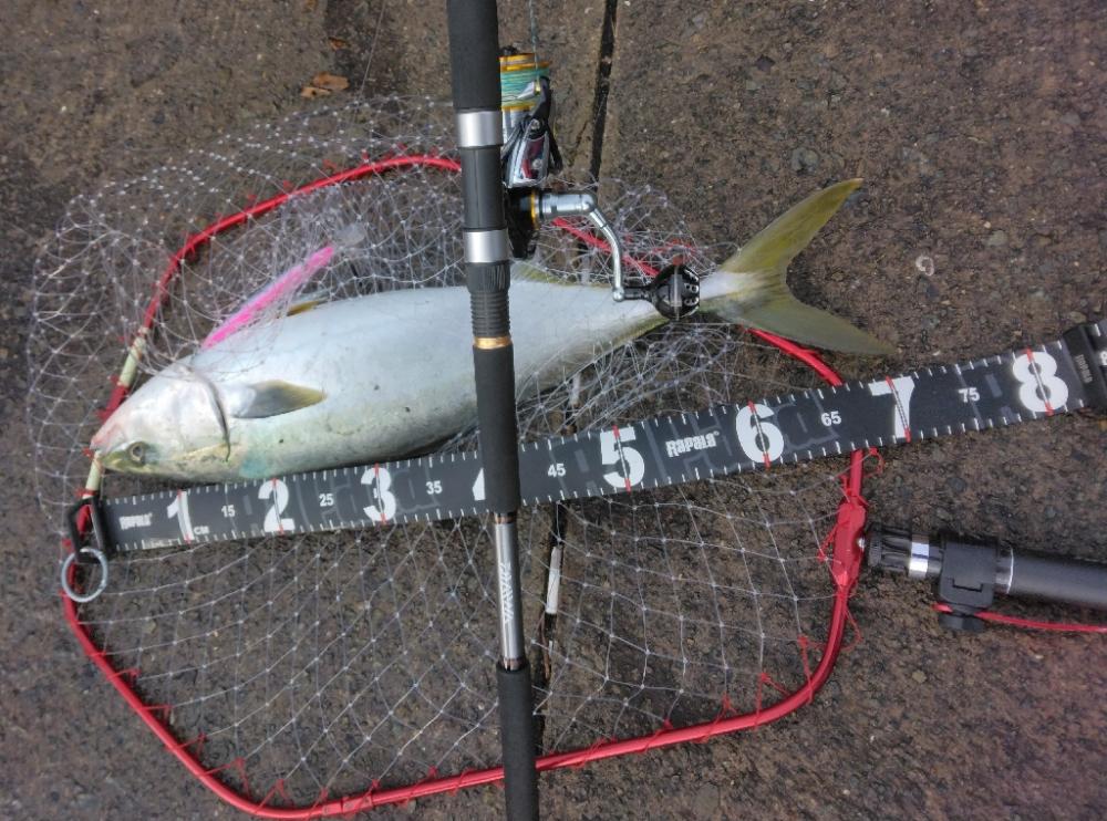 久しぶりにメジりました。